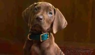 The Current State Of&nbsp;Scooby-Doo